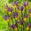 Picasso Dutch iris - 10 pcs