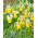 Symphony Dutch iris - 10 st