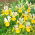 Symphony Dutch iris - 10 st