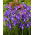 Iris Olandese Valentine - Confezione XXL 100 pz