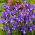 Iris Olandese Valentine - Confezione XXL 100 pz