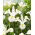 White Magic Holländische Iris - 10 Stk - 