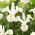 White Magic Holländische Iris - 10 Stk - 