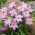 Tessa Sternblume Ipheion - 10 Stk - 