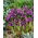 Rejoice netted iris - 10 pcs