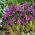 Rejoice netted iris - 10 pcs