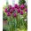 Keitetty tulppaani - XL pakkaus - 50 kpl