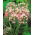 Allium Roseum - XXXL pack - 1000 pcs