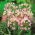 Allium Roseum - XXXL pack - 1000 pcs