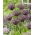 Ajos ornamentales Miami - XXL pack 150 uds