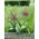 Allium Schubertii - XL-pack - 50 st
