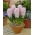 Hyacinthus China Pink - Hyacinth China Pink - XXL pack 150 pcs
