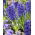 Hyacinthus Blue Jacket - Hyacinth Blue Jacket - XXL pak 150 st - 