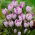 Crocus Pickwick - XXXL pack - 500 pcs