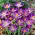 Woodland krokus Whitewell Purple - XXXL balení - 500 ks. ; raný krokus, Tommasiniho krokus
