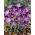 Woodland krokus Whitewell Purple - XXXL balení - 500 ks. ; raný krokus, Tommasiniho krokus