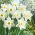 Narcissus Mount Hood - Daffodil Mount Hood - XXXL pack  250 pcs