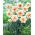 Narcissus Delnashaugh - Daffodil Delnashaugh - XXXL pack  250 pcs