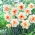 Narcissus Delnashaugh - Daffodil Delnashaugh - XXXL pack  250 pcs