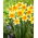 Narcissus Fortissimo - Daffodil Fortissimo - XXXL pack  250 pcs