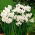 Narcissus Paperwhites Ziva - Daffodil Paperwhites Ziva - XXXL pack  250 pcs