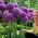Allium Globemaster - XL pakke - 50 stk.