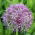 Allium christophii - XXXL balení 250 ks.