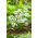 Allium Cowanii - XXXL pack - 1000 pcs