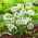 Allium Cowanii - XXXL pack - 1000 pcs