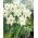 Narcissus Mount Hood - Daffodil Mount Hood - XXXL pack  250 pcs