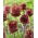 Allium Red Mohican - XL förpackning - 50 st