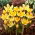 Crocus Romance - XXXL pack - 500 pcs