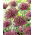 Cipolla ornamentale magica - Confezione XL - 50 pz