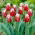 Tulipa Canasta - Tulip Canasta - XXXL pack  250 pcs