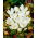 Colchicum Album - Autumn Meadow Saffran Album - XL förpackning - 50 st