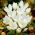 Colchicum Album - Autumn Meadow Saffran Album - XL förpackning - 50 st