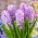 Hyacinth Splendid Cornelia - Hyacinth Splendid Cornelia - XXL csomag 150 db.