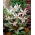 Erythronium Snow Flake - Hundezahn-Schneeflocke - große Packung! - 10 Stk