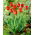 Tulipa Apeldoorn - Tulp Apeldoorn - XXXL pak 250 st - 