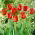 Tulipa Apeldoorn - Tulp Apeldoorn - XXXL pak 250 st - 
