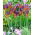 Iris hollandica Eye of the Tiger - XXXL förpackning - 500 st