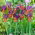 Iris hollandica Eye of the Tiger - XXXL förpackning - 500 st