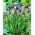 Muscari Comosum - Zambila de struguri Comosum - XXXL pachet 250 buc.