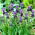 Muscari Comosum - Zambila de struguri Comosum - XXXL pachet 250 buc.