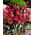 Tulipa Persian Pearl - Tulip Persian Pearl - XXXL balení 250 ks.