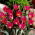 Tulipa Persian Pearl - Tulip Persian Pearl - XXXL balení 250 ks.