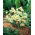 Tulipa Turkestanica - Tulipa Turkestanica - XXXL pack 250 uds
