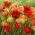 Tulip Double Gudoshnik - XXXL-Packung 250 Stk - 
