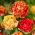 Tulip Double Gudoshnik - XXXL pack  250 pcs