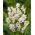 Ixia - Giant - XXXL-Packung - 1250 Stück; Mais Lilie - 
